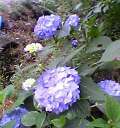 紫陽花 紫陽花
